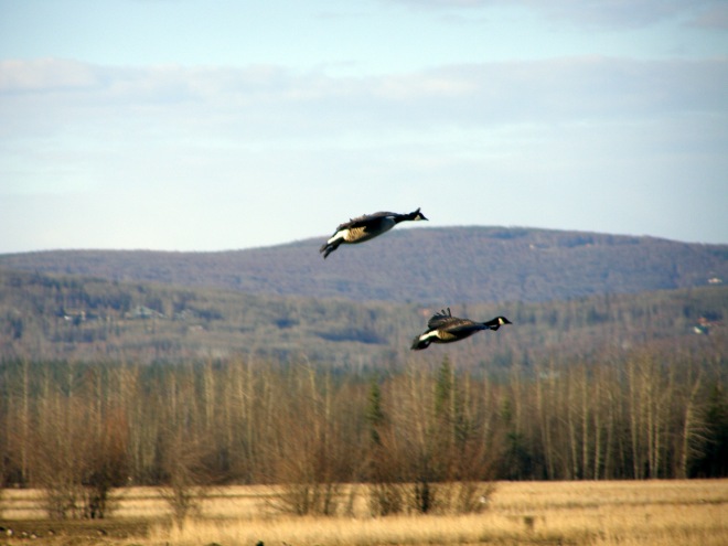 Here is a pair of flying geese at Creamers Field in Fairbanks, AK.
