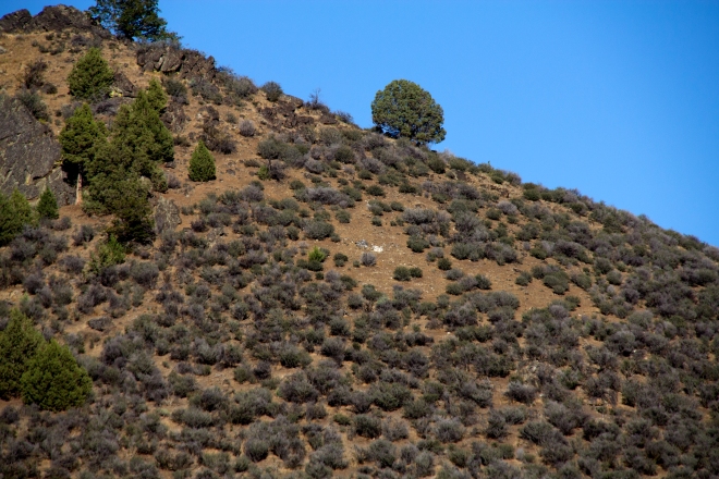 This is a tree on a hill as seen from the Mt. Shasta view point on Interstate 5 southbound.