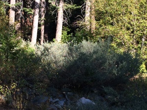 Some sunlight on some trees and tops of shrubs in the Sierra Nevada Mountains.